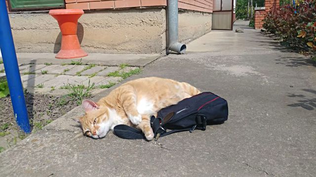 catnbag4