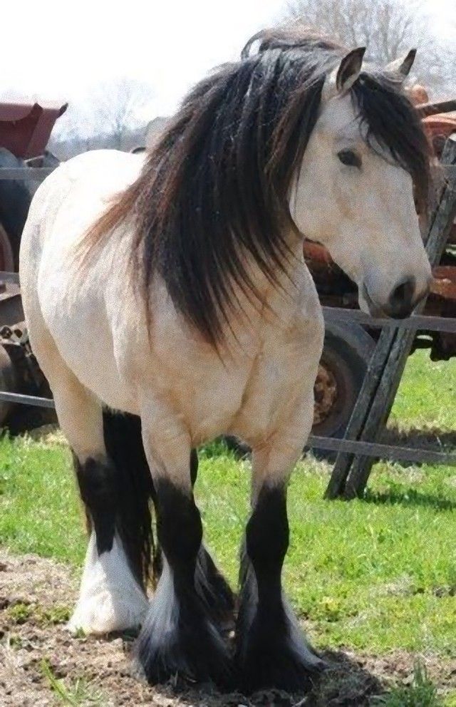 horse16_e