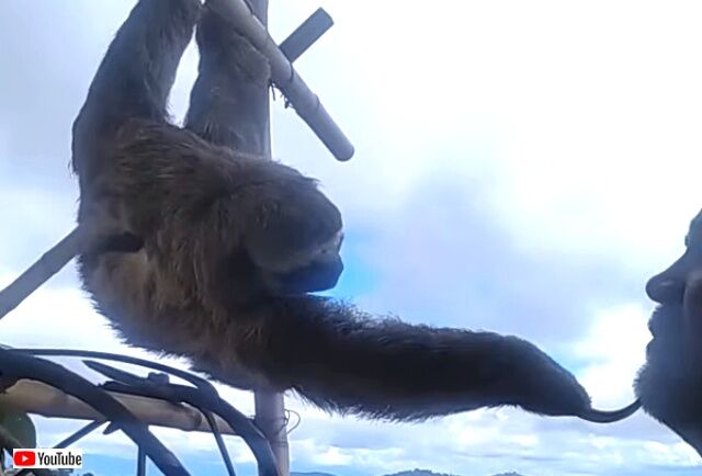 sloth10_640