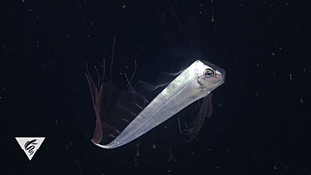 KingoftheSalmon4