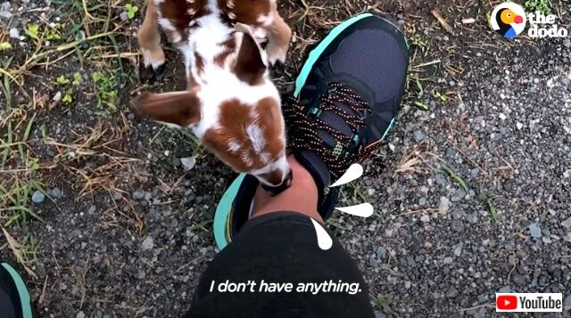 babydeer2_640