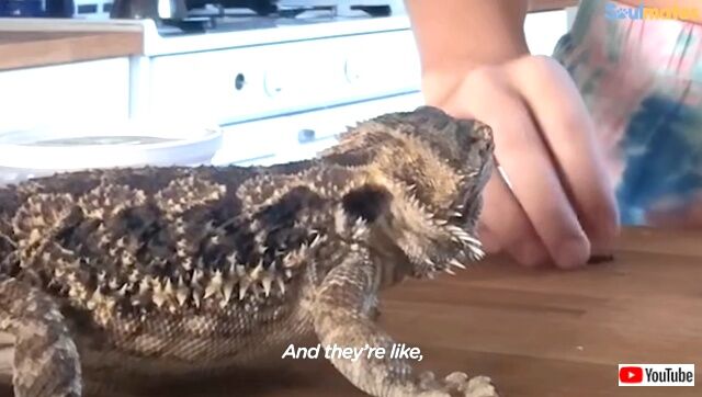 bearddragon2_640