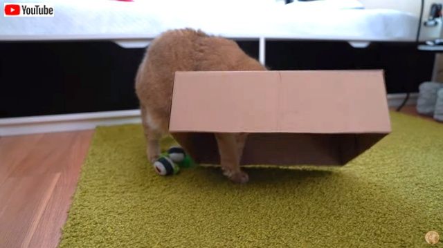 cartonboxhosico5_640
