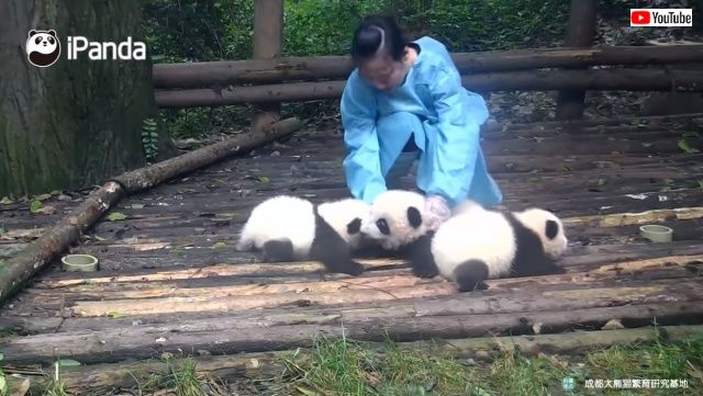 pandathieves3_640