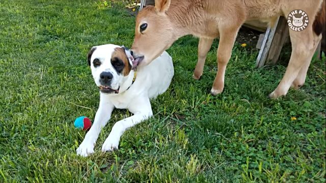 bestpet201808w1-6