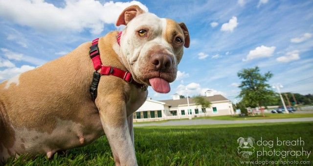 herodog10