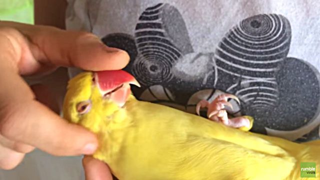 relaxingparrot1