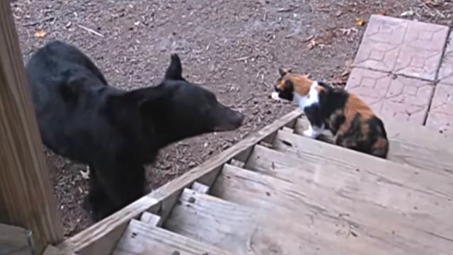 catnbear3