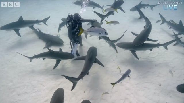 pettingsharks1_e