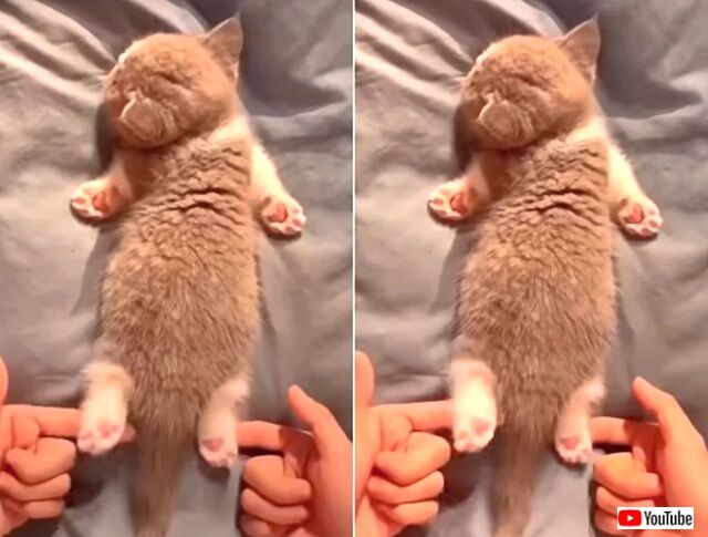 cutest3_640