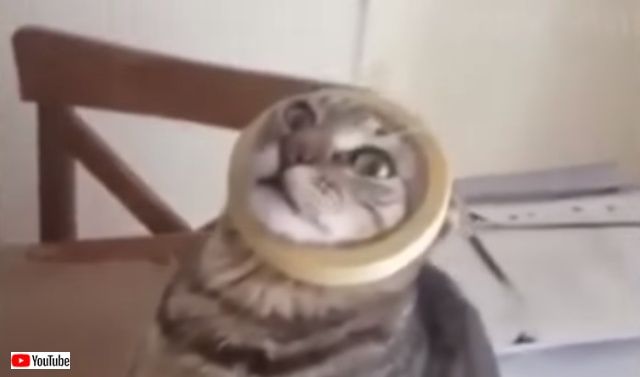 puppynkitten0_640
