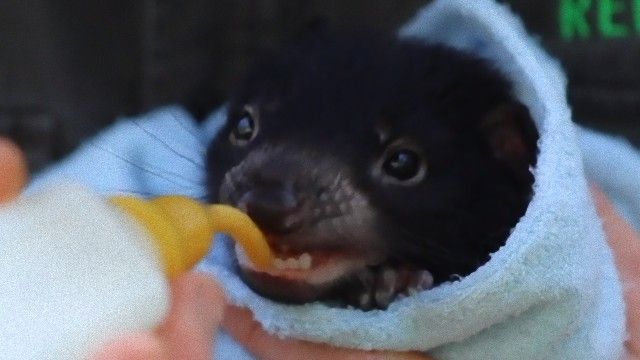 悪魔 いや かわいいじゃないの オーストラリア爬虫類公園でタスマニアンデビルの赤ちゃんデビュー マランダー