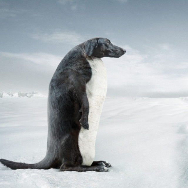 penguin1_e
