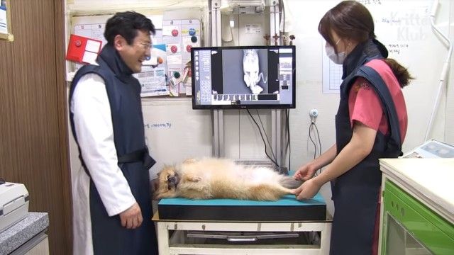 sleepydog4_e