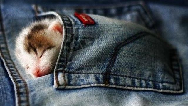 pocket-7 [www.imagesplitter.net]_e