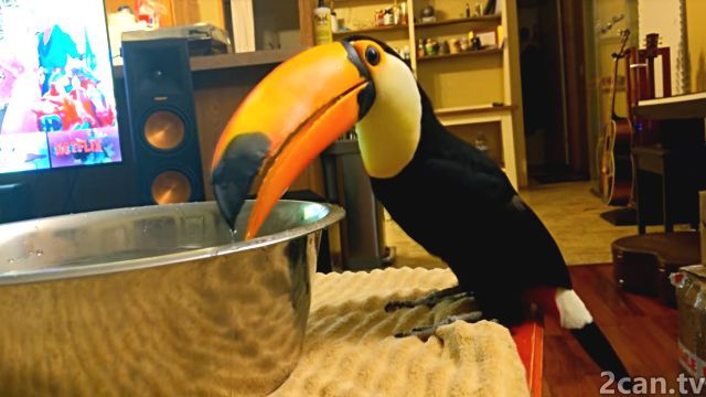 toucanplayingwater4
