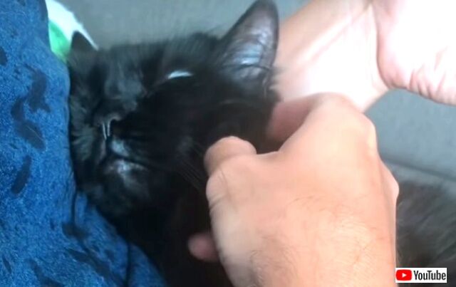 purecatlove3_640