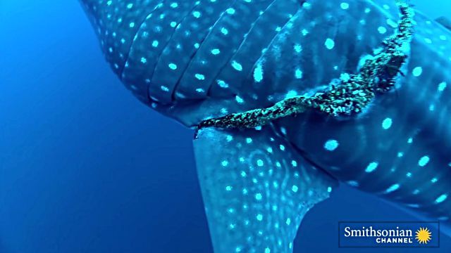whaleshark2