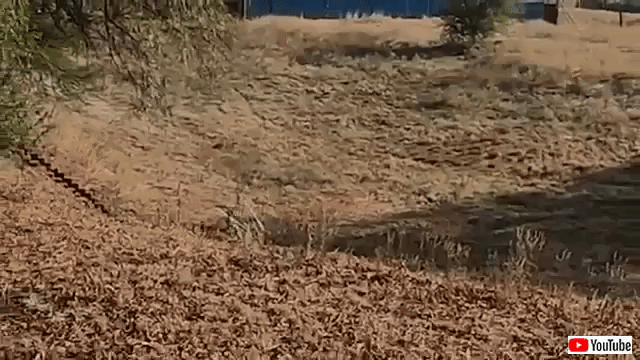 callingcheetah9
