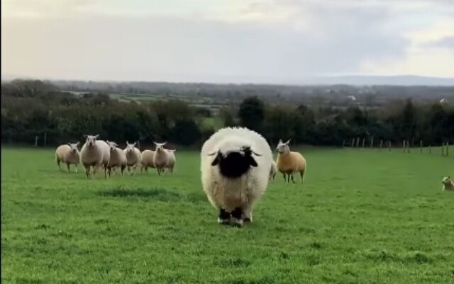 sheep1_batch