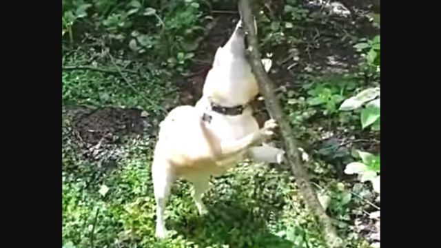 shiba1