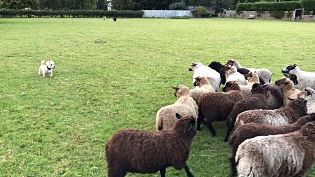 Sheepdog1