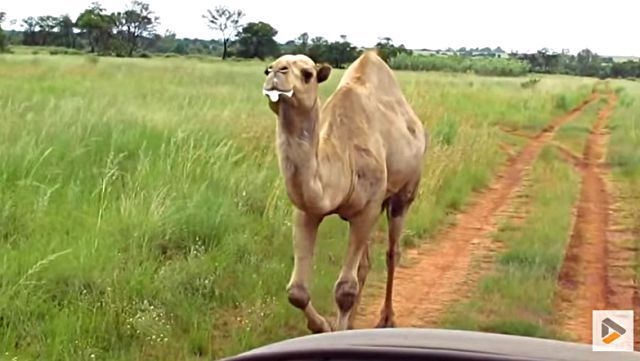camel0