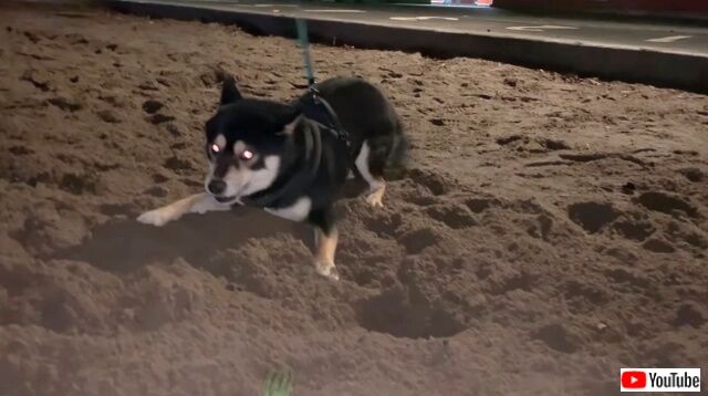 demonshibe5_640
