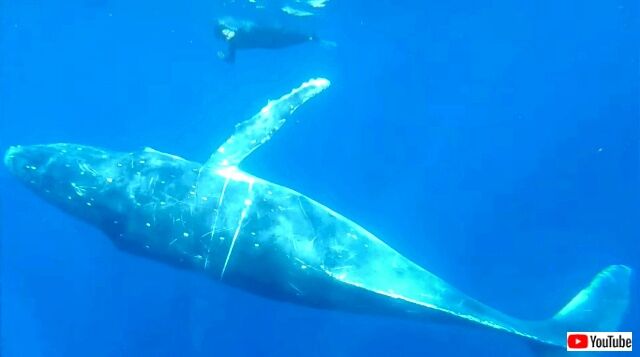 swimwithhumpback2_640