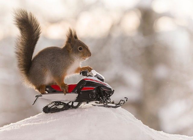 wintersportssquirrel8_e