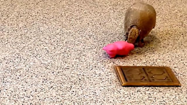 armadillo3