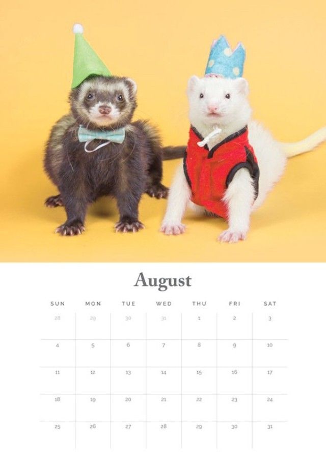 ferret-5 (1)