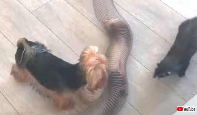 yorkienferrets3_640