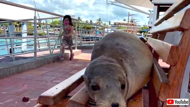 sealions7_640