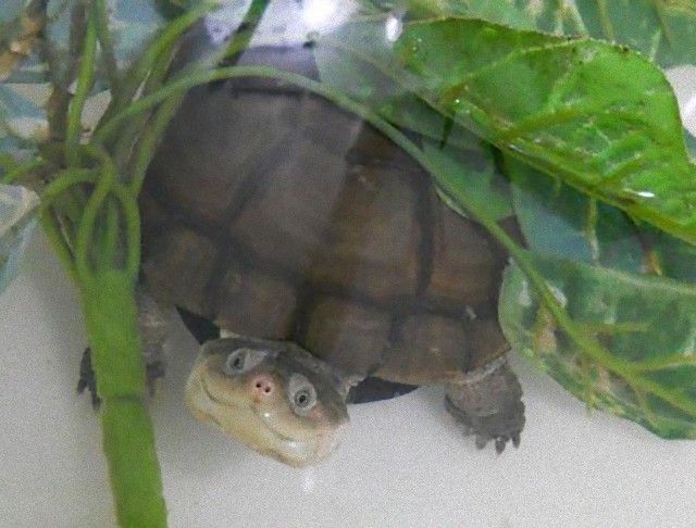 cute-reptiles-1120__605_e