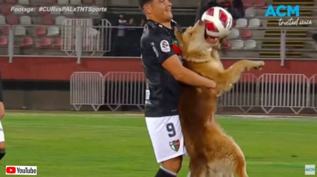 「イヤじゃ！ボールは絶対に放さない！」サッカーの試合に乱入した犬、ボールを咥えたまま退場