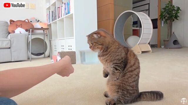 smartcats2_640