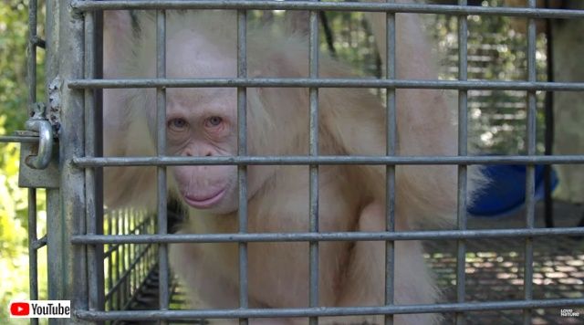 albinoorangutan0_640