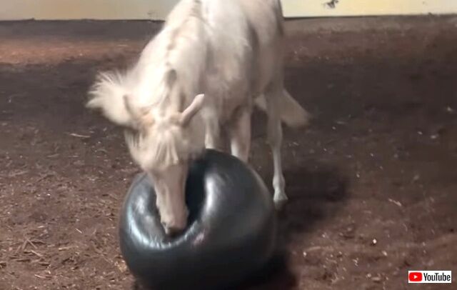 horsenball0_640