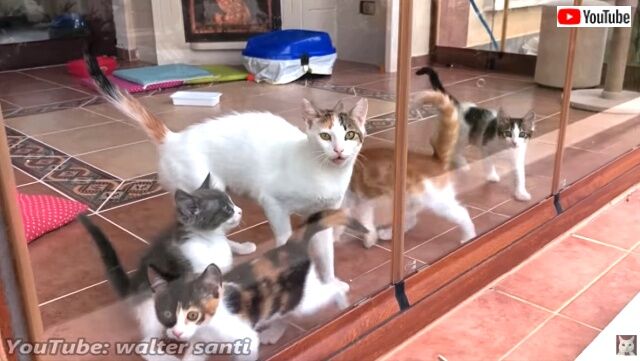 猫たちのハッピーエンディング！足の悪い母猫と子猫たちが幸せに暮らす「今」をご報告