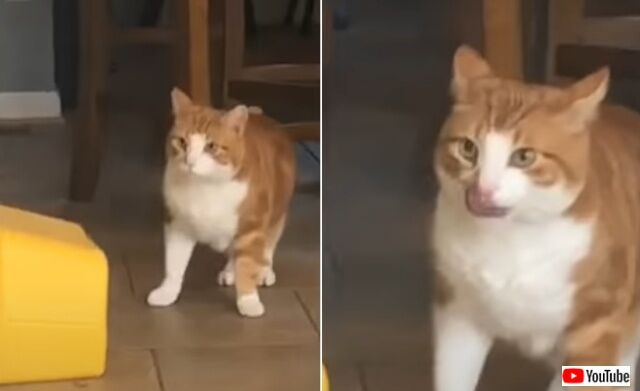 catndogs5_640