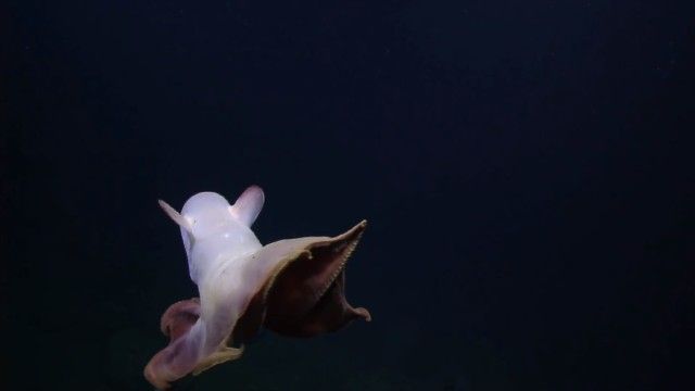 umbrellaoctopus4_e