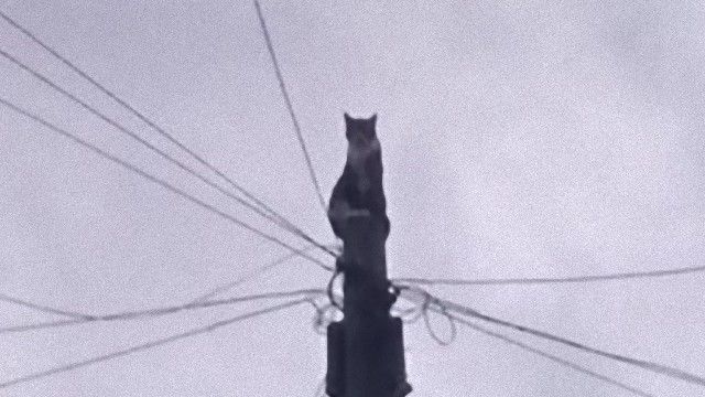 cat-1_e