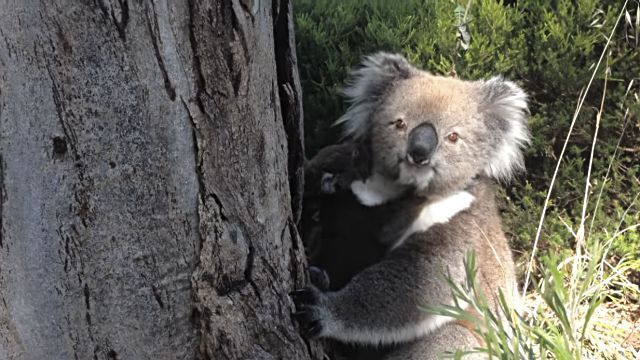 koala8