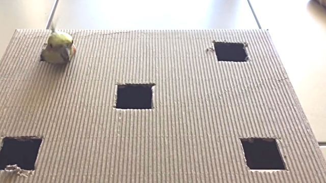 whatsinbox4