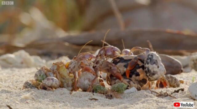 20230518_113231 (3)_batch