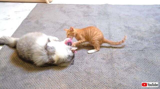 catnipnkittens4_640