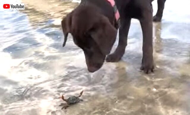 crab0_640