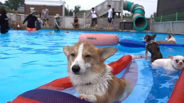 corgiswiming4_e