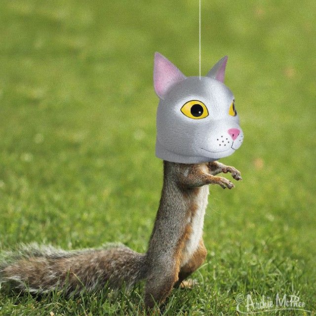 cat-head-squirrel-feeder_e